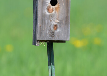 An adult tree swallow stands on top of a nesting box.