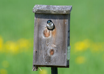 An adult tree swallow peeks its head out of a nesting box.