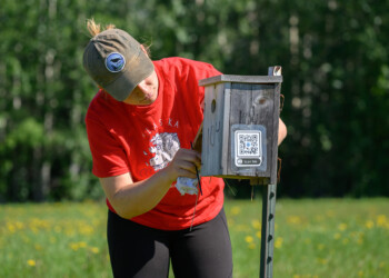 Lead Bander Molly Cable checks a nesting box for nestlings.