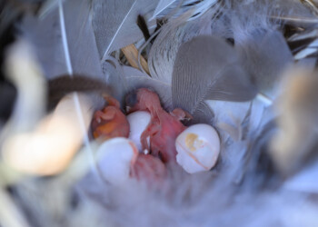 Tree swallow hatchlings, only a few minutes old, crawl around in their nest.