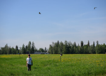 Tree swallows circle overhead as a high school intern monitors nesting boxes at Creamers Field Migratory Refuge.