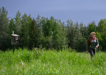 Science Communication and Marketing Intern Annika Merkel returns from a nesting box check up.