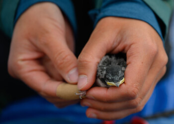 A tree swallow nestling is handled gently during data collection.