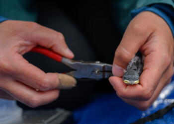 Tree swallow nestlings are banded during data collection.