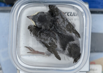 Tree swallow nestlings are weighed during data collection in a small container.