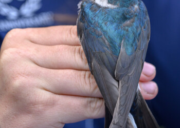 An adult tree swallow is held in photographers grip after being banded.