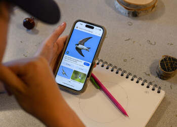A high school intern looks for inspiration online before sketching his final wood engraving tree swallow design.