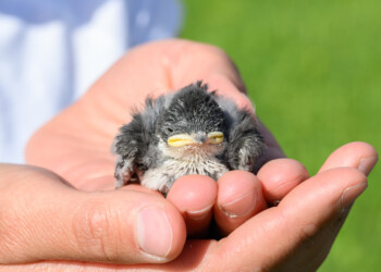 A tree swallow nestling enjoys some sunlight out of the nest box, after being banded.