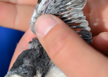 A nestling sits patiently while the Tree Swallow Project Team examines its primary feathers.