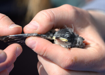 A nestling sits patiently while the Tree Swallow Project Team examines its primary feathers.