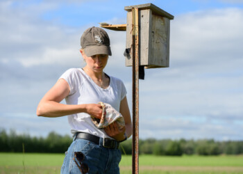 Shelby Morgan, education director for ASI, places banded nestlings back into their nest box.