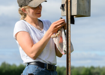 Shelby Morgan, education director for ASI, places banded nestlings back into their nest box.