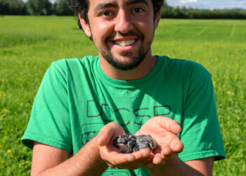 Spencer Zeitoune, banding technician for ASI, holds two nestlings in his cupped hands.